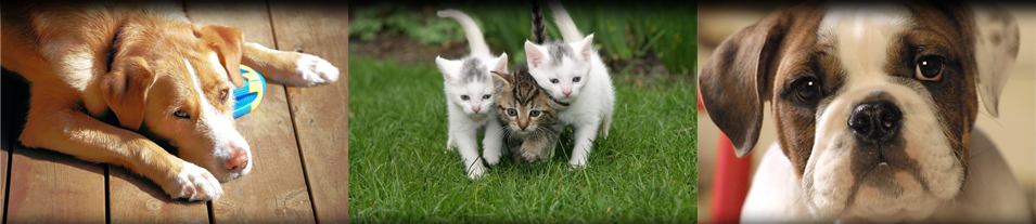 Bridge Street Animal Clinic Veterinarian Fort Worth Tx Home