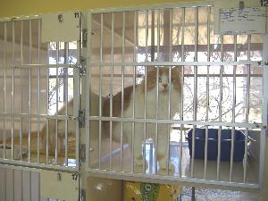 Pet Boarding - Bridge Street Animal Clinic - Fort Worth, TX