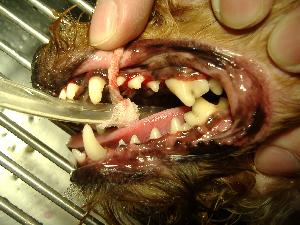 Dental Dental