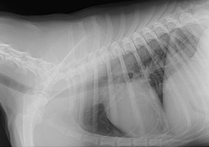 Radiology Radiology